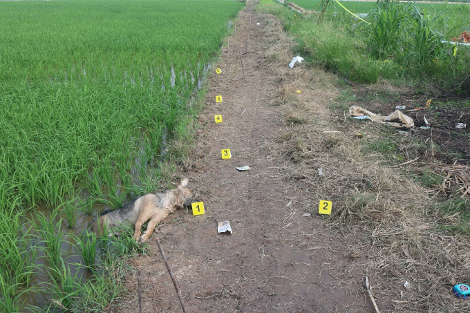 Cảnh báo tai nạn chết người từ bẫy chuột bằng điện